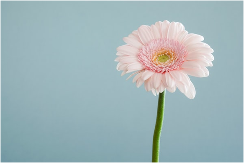 Packing Flowers