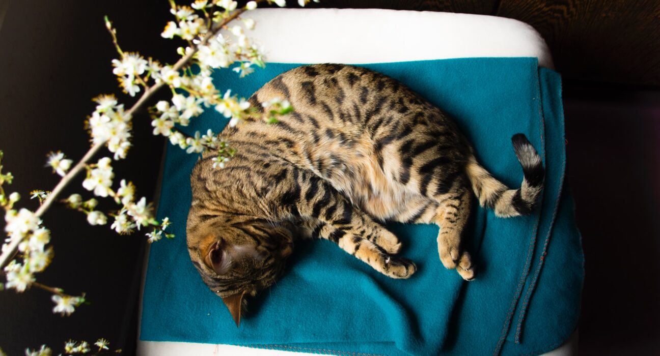 bengal cat