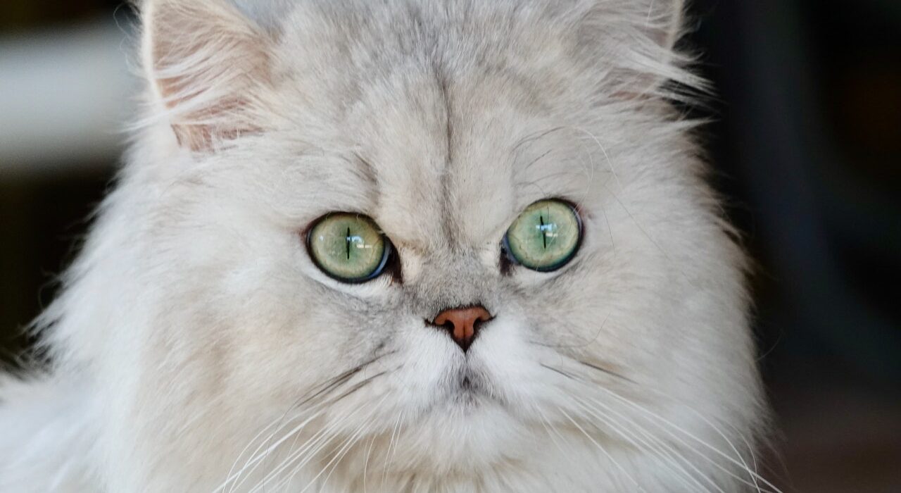 Persian cat