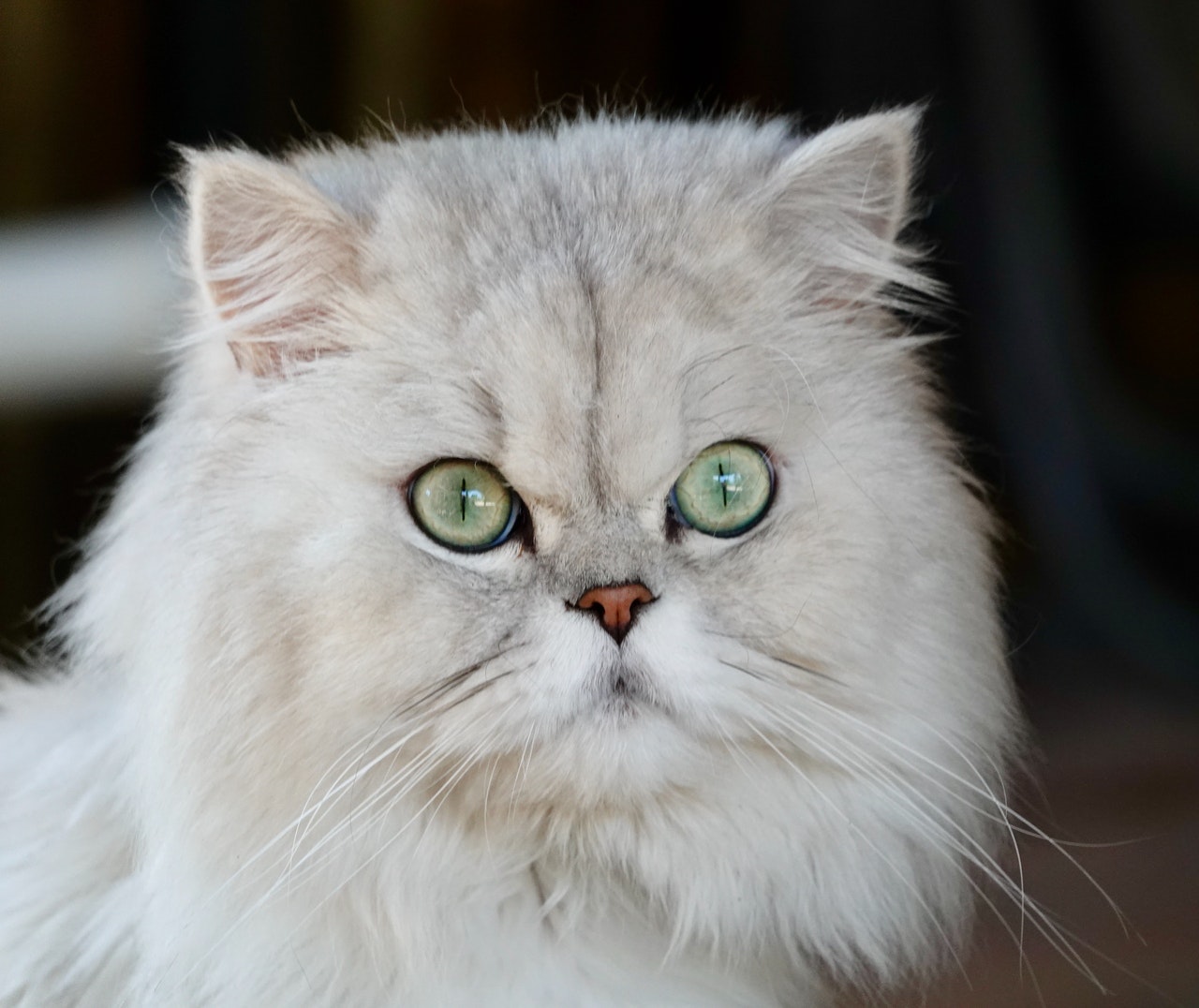 Persian cat