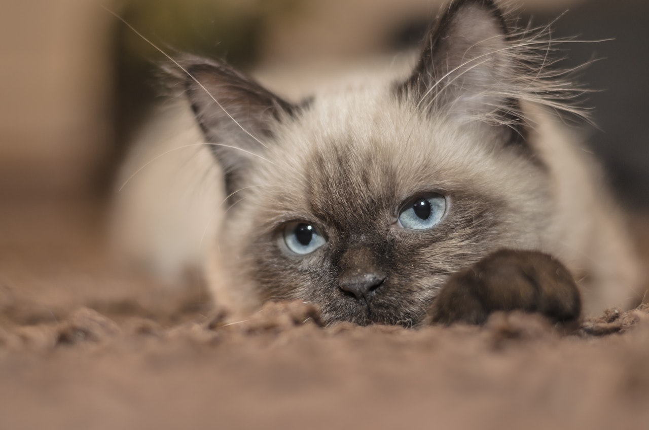 Siamese Cat