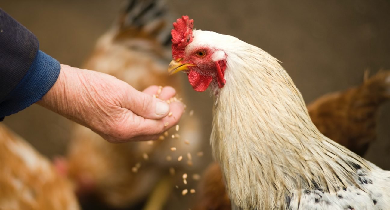 Chicken Price in Hyderabad