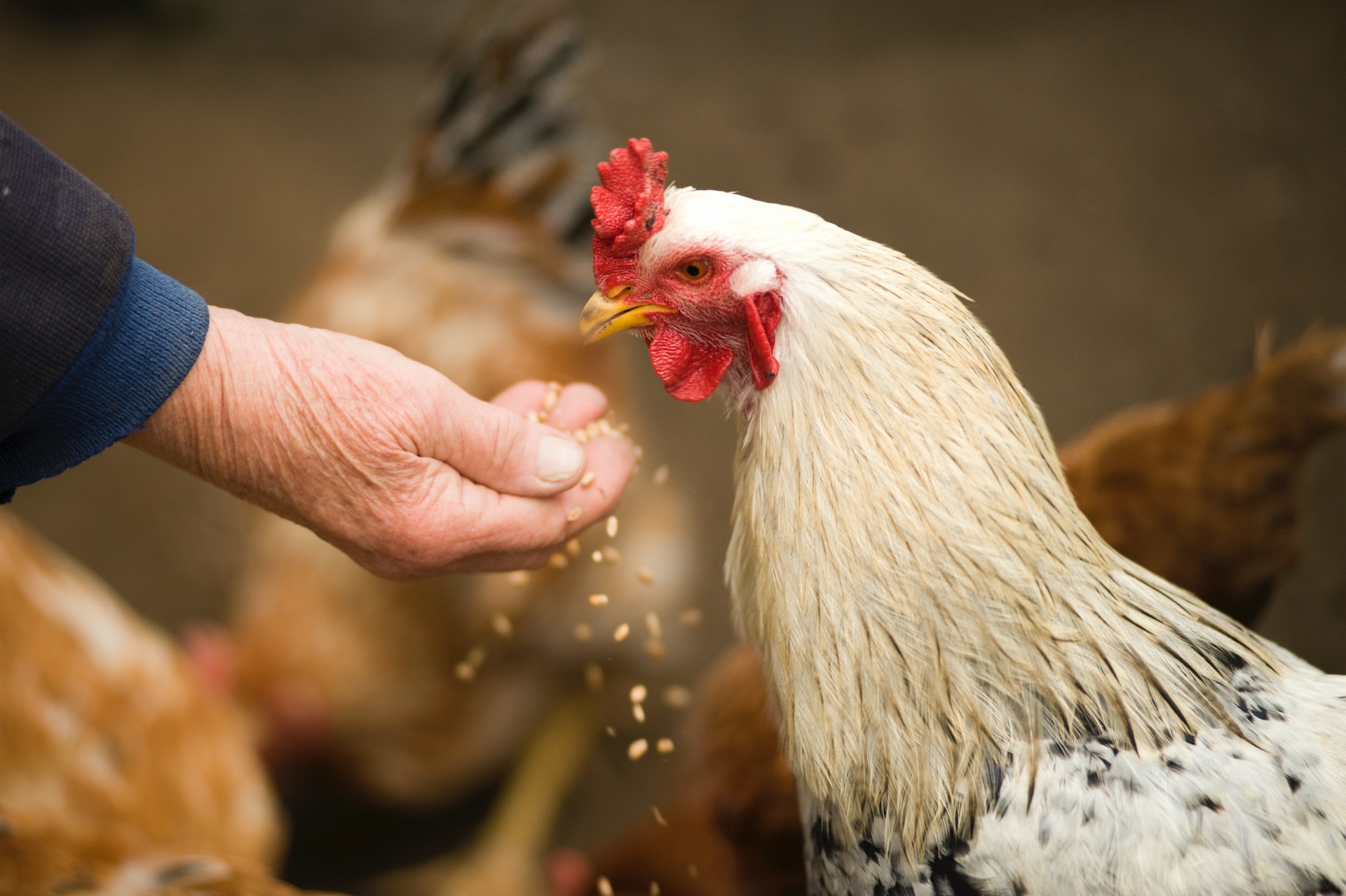 Chicken Price in Hyderabad