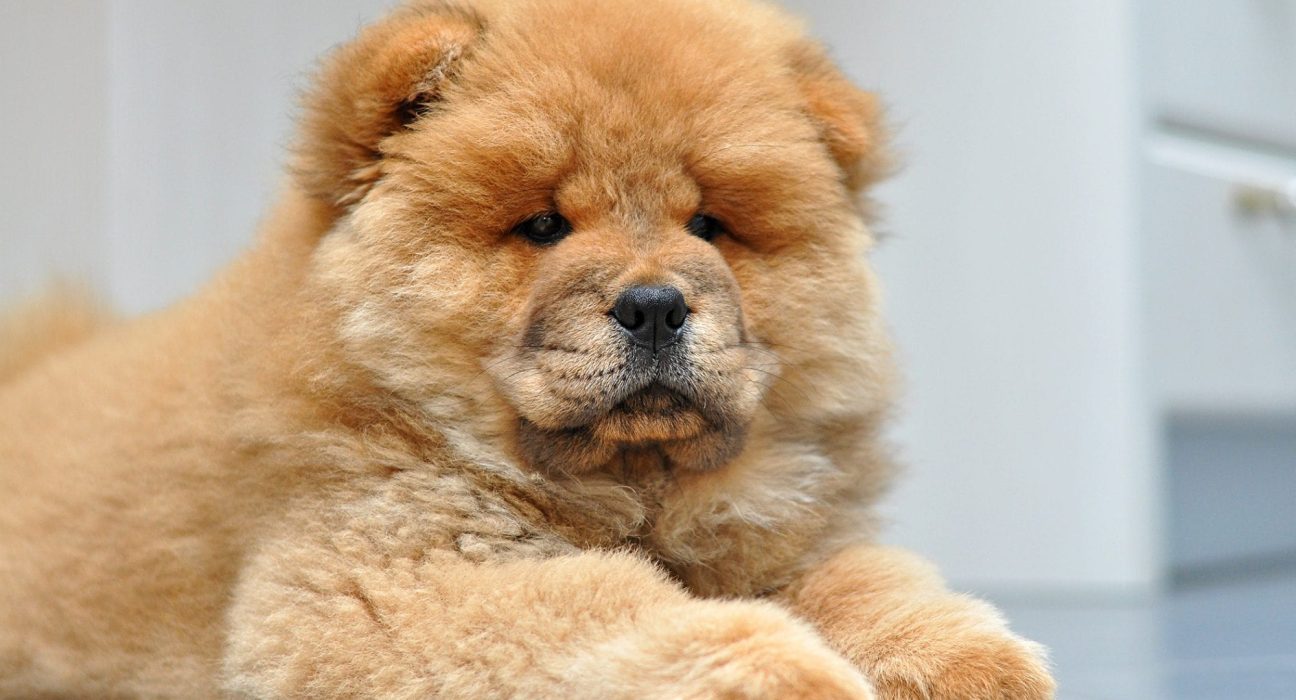 Chow Chow Dog