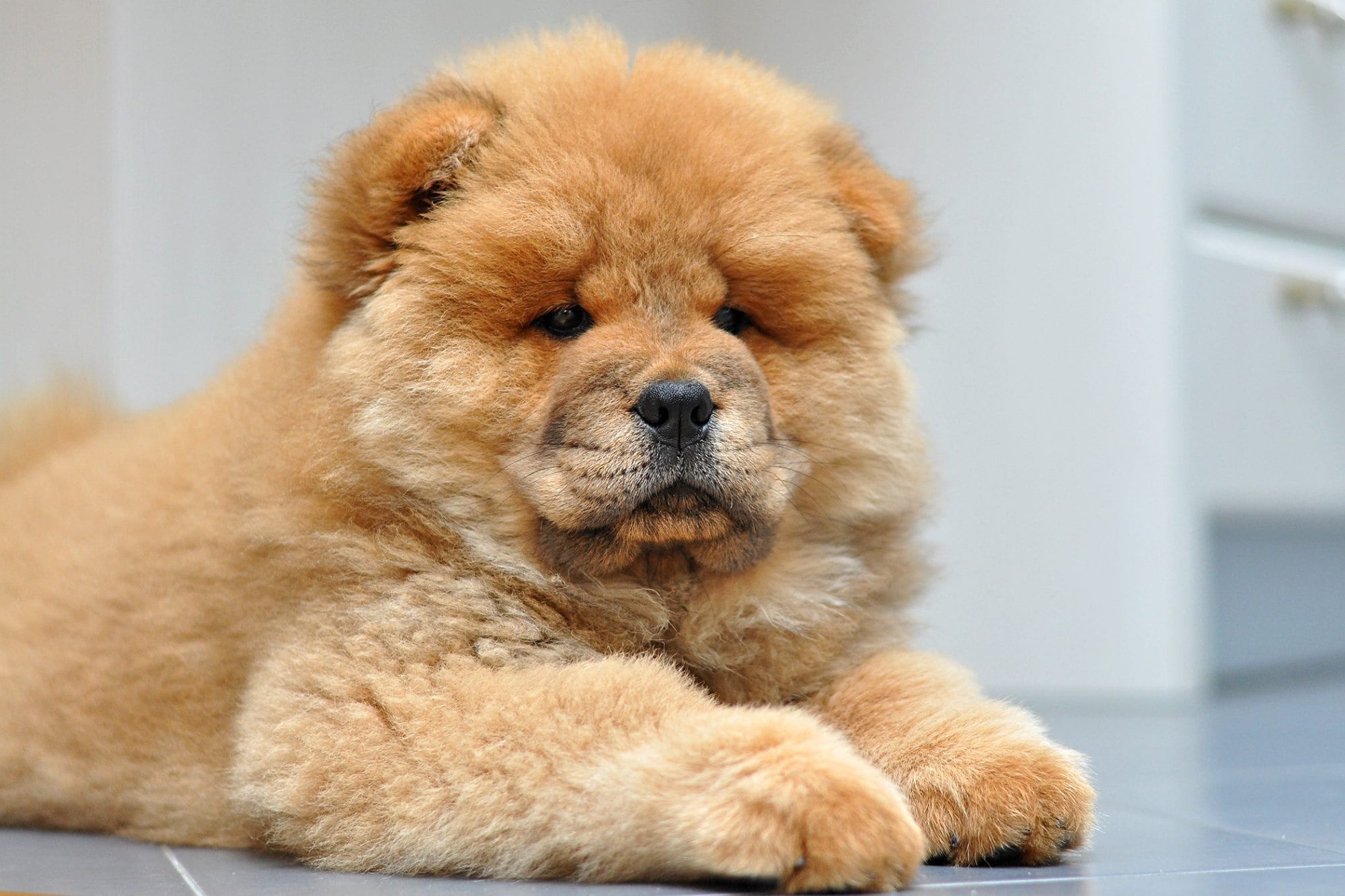 Chow Chow Dog