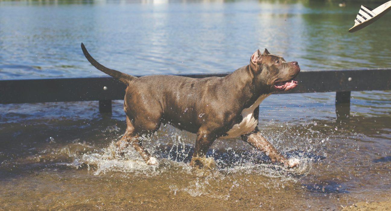 Pitbull Dog Price in Delhi