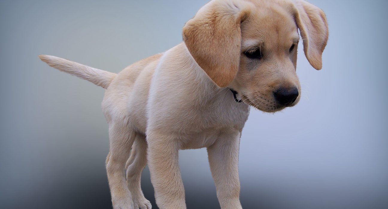 Labrador Puppy Price in Kolkata