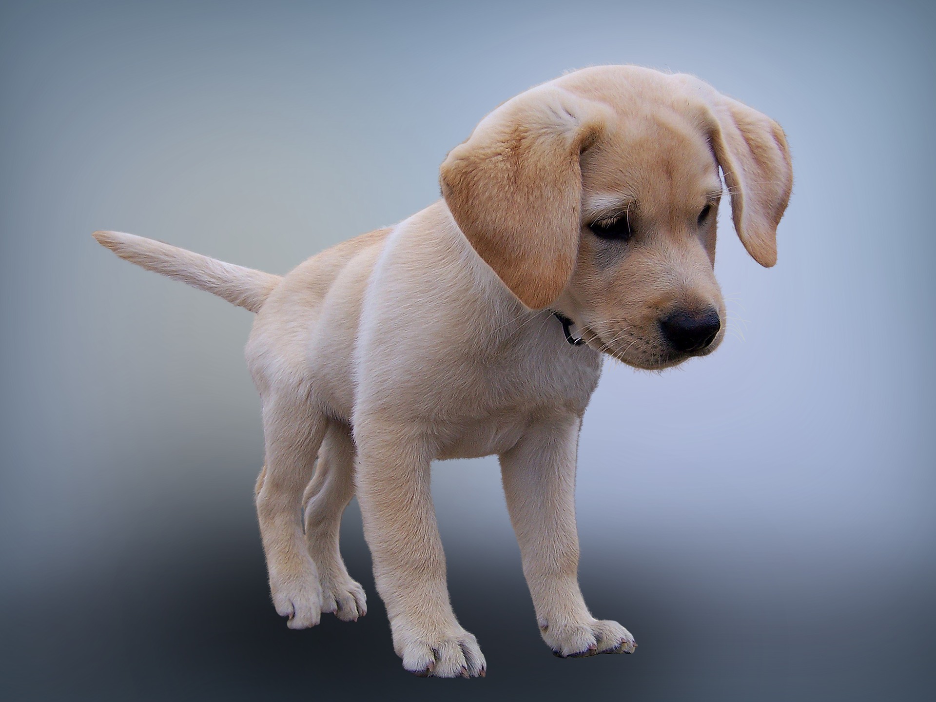 Labrador Puppy Price in Kolkata