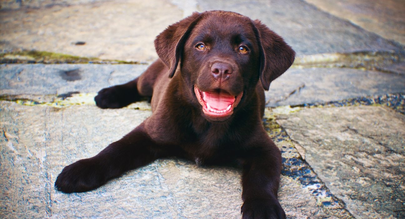 Labrador Puppy Price in Mumbai