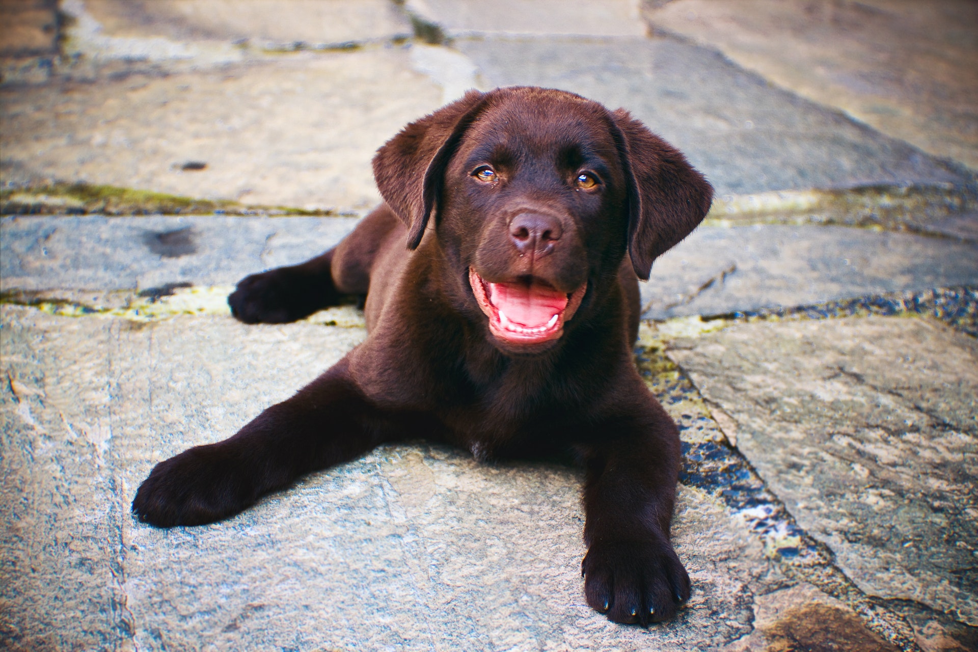 Labrador Puppy Price in Mumbai