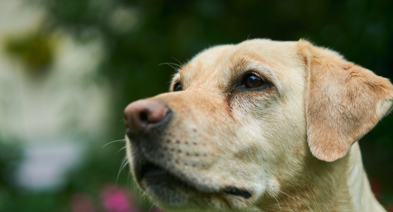 Labrador price in Pune