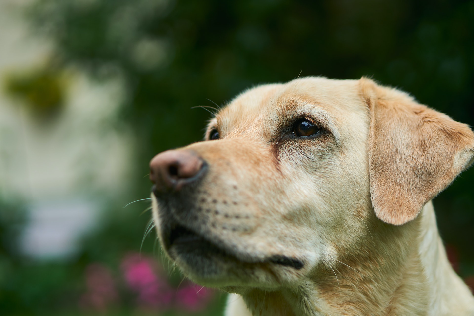 Labrador price in Pune