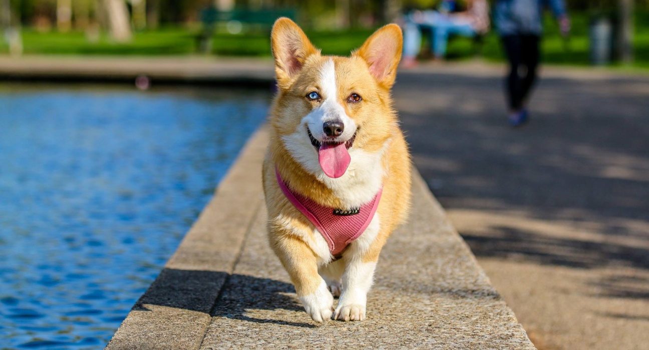 Hiking Trip With Pet