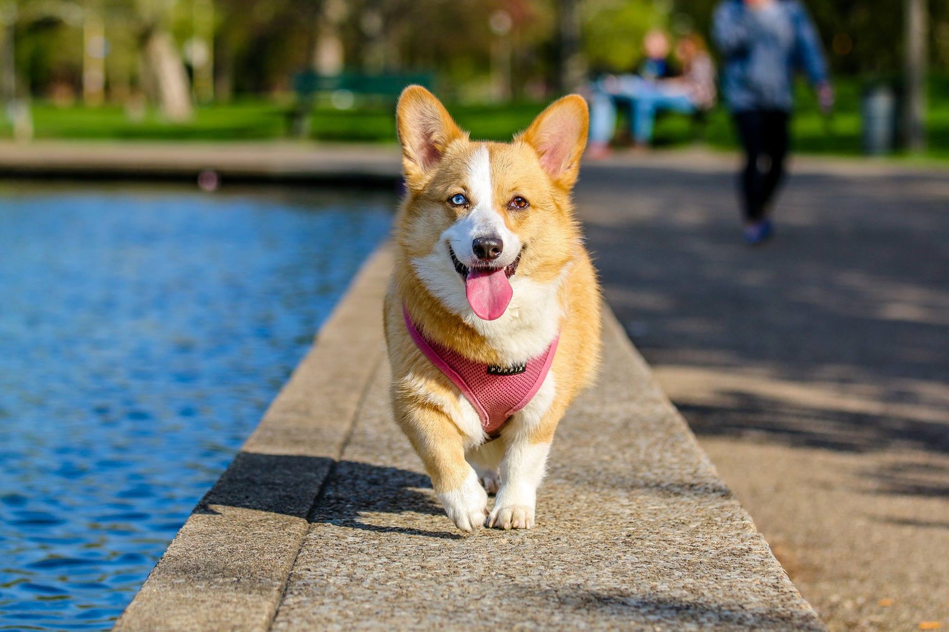 Hiking Trip With Pet