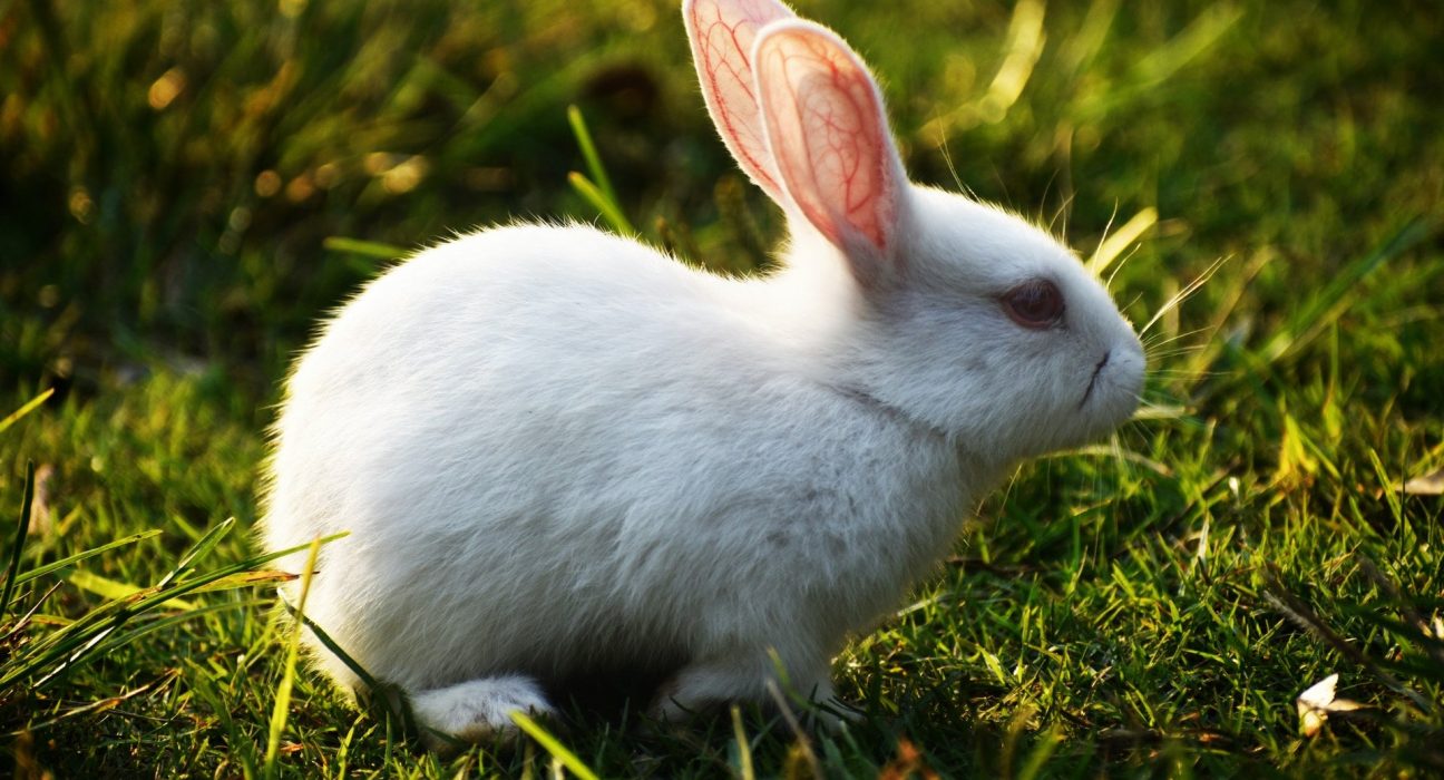 rabbit price in India