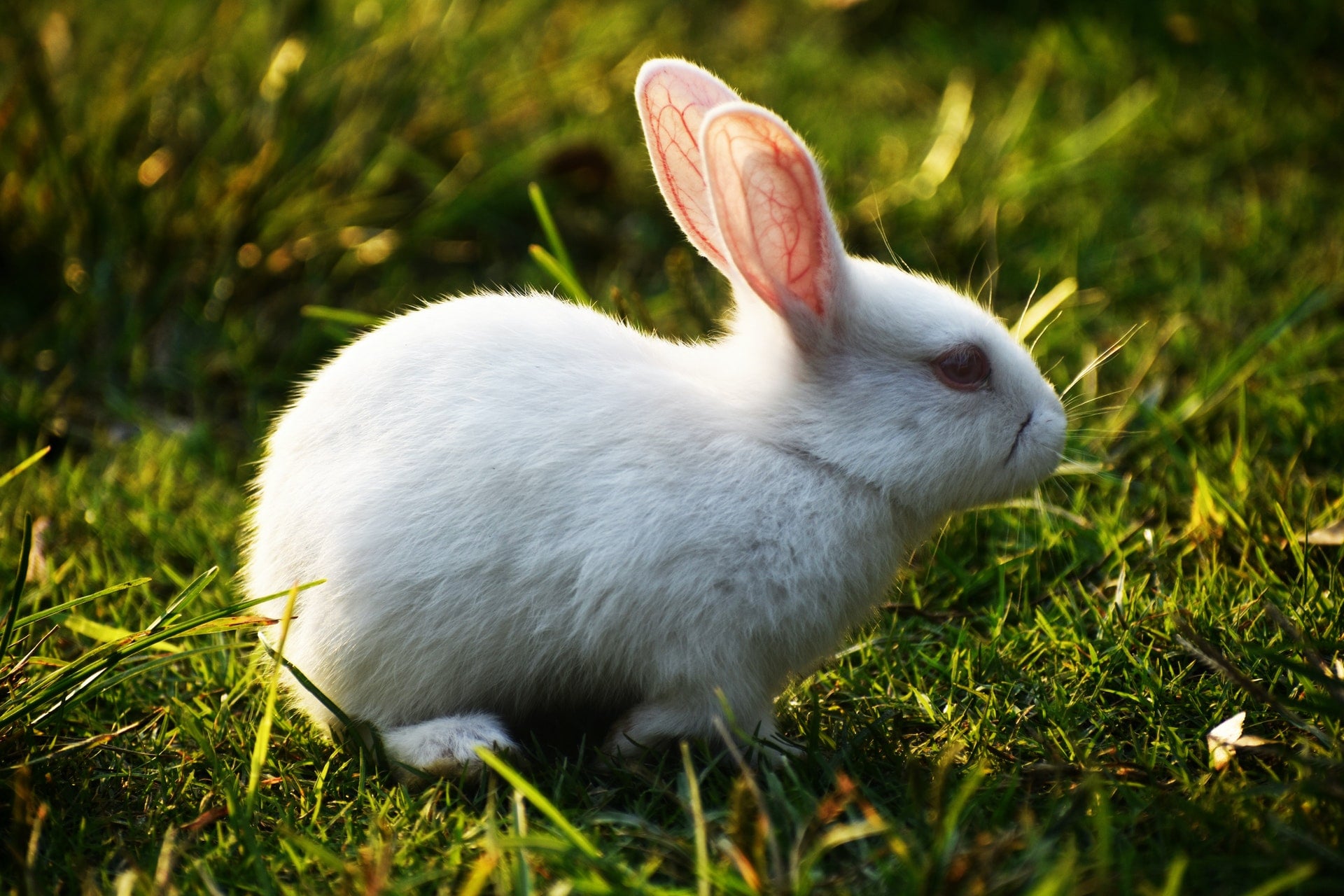 rabbit price in India