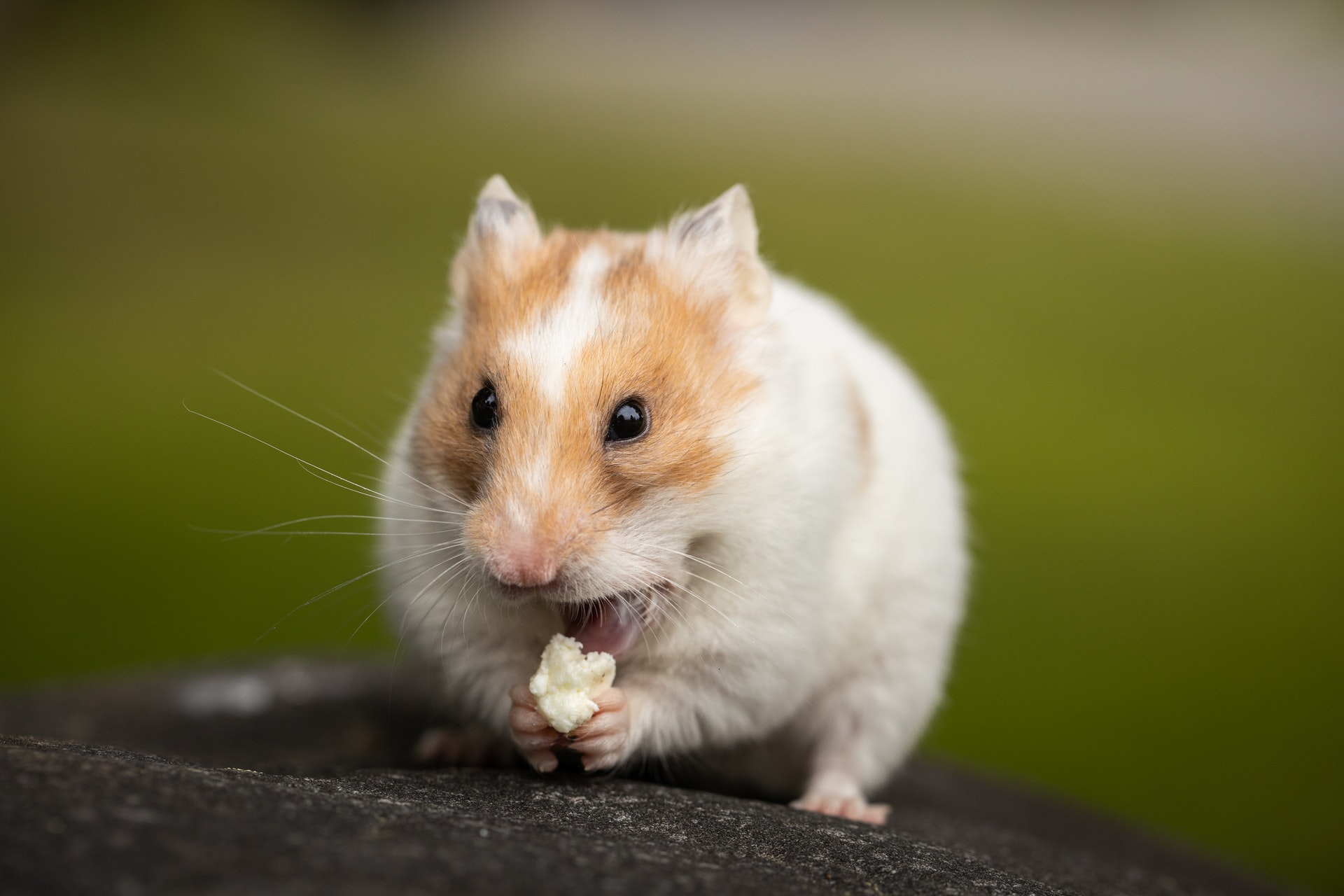 Hamster Price in India