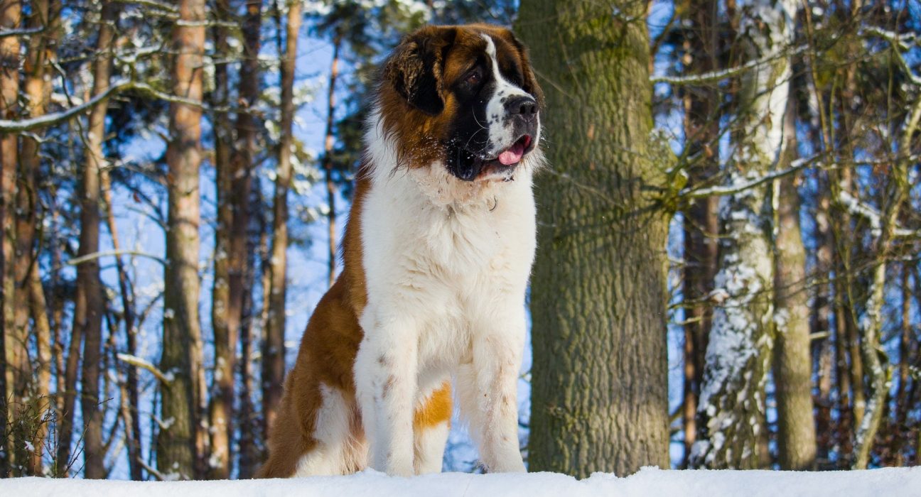 Saint Bernard