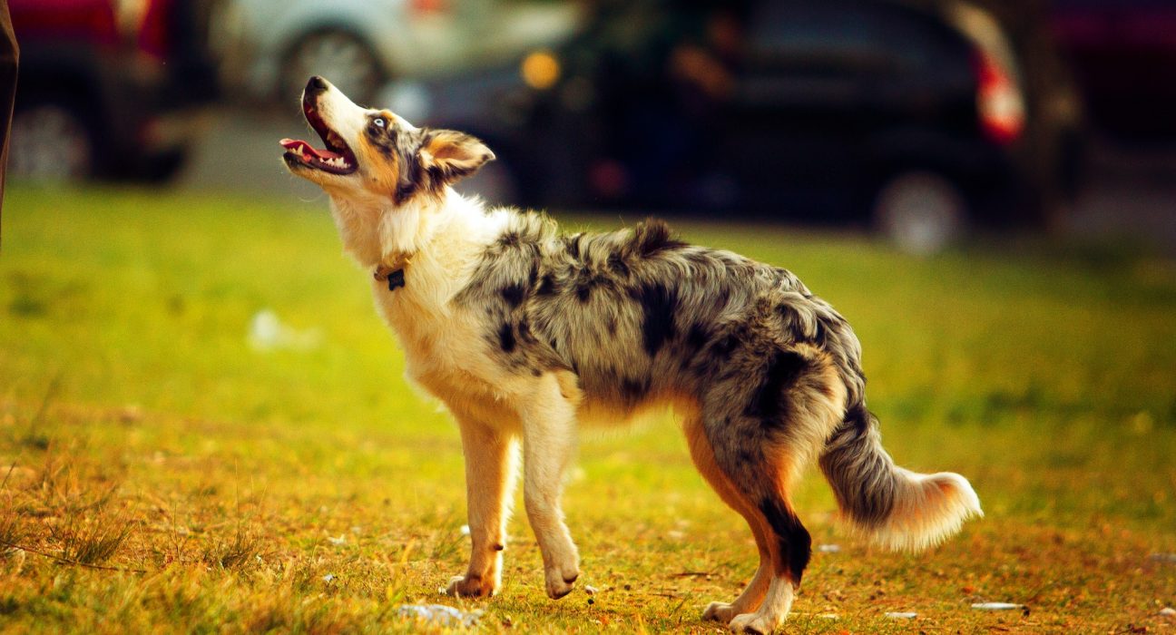 Australian Shepherd Price in India