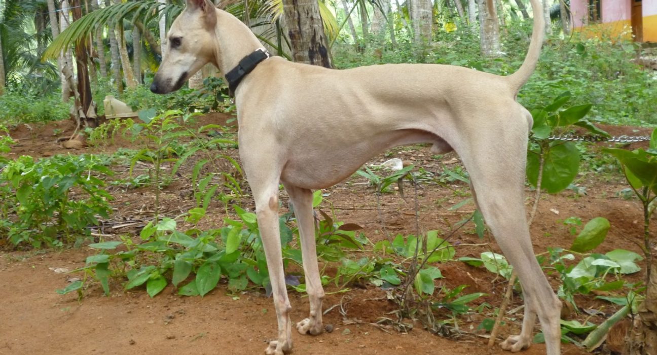 Chippiparai Dog Price in India