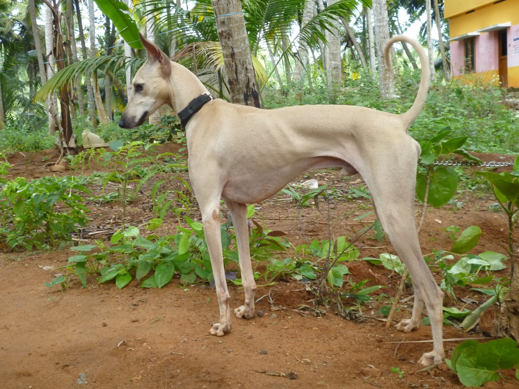 Chippiparai Dog Price in India