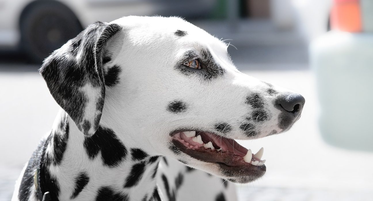 Dalmatian dog