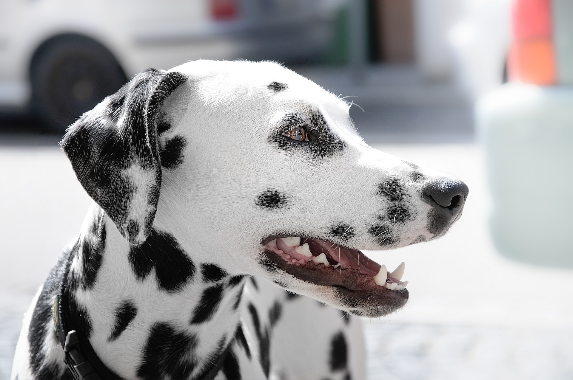 Dalmatian dog