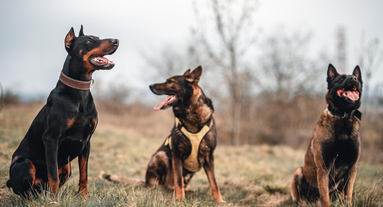 Doberman Price in India