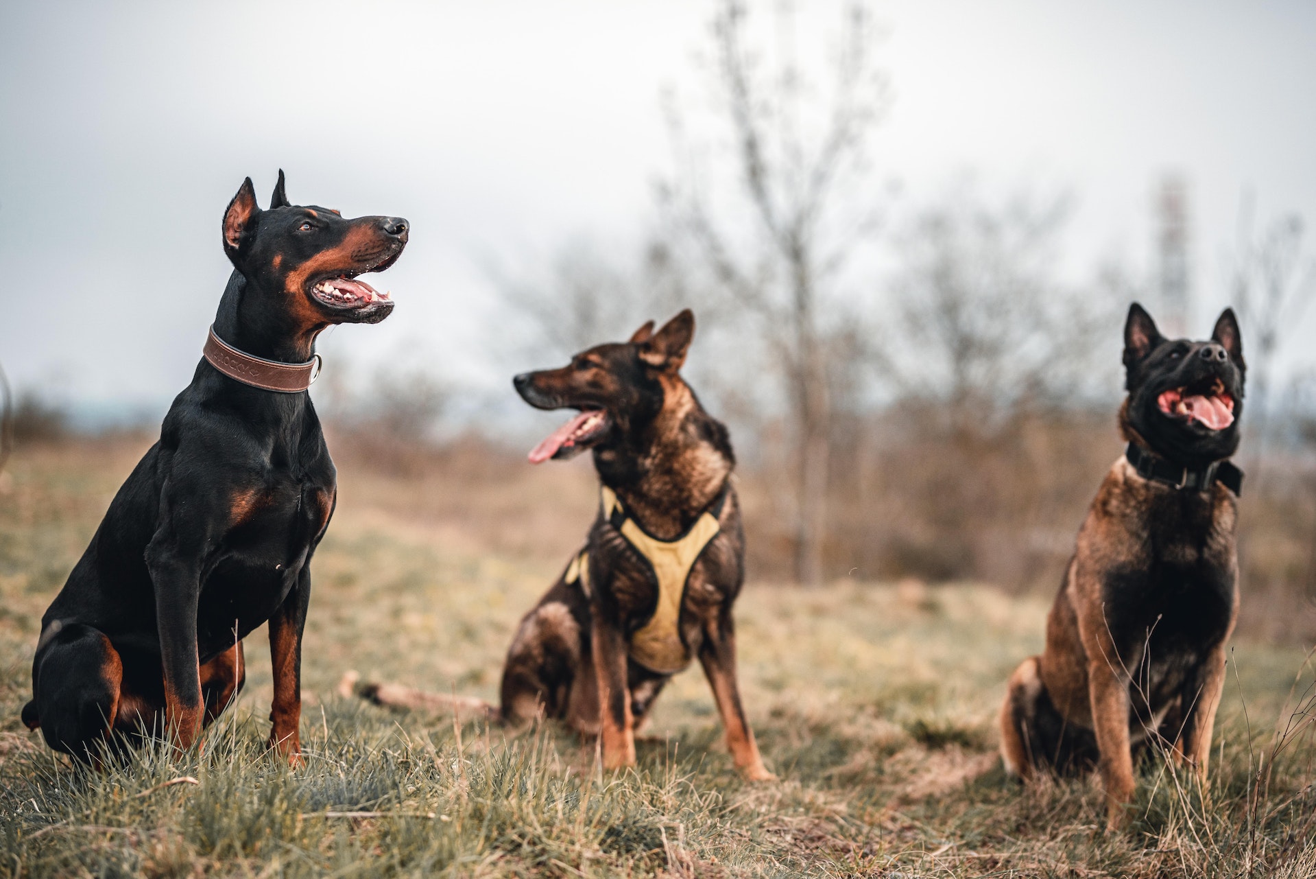 Doberman Price in India