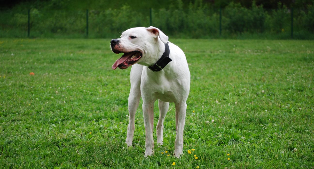 Dogo Argentino Price in India