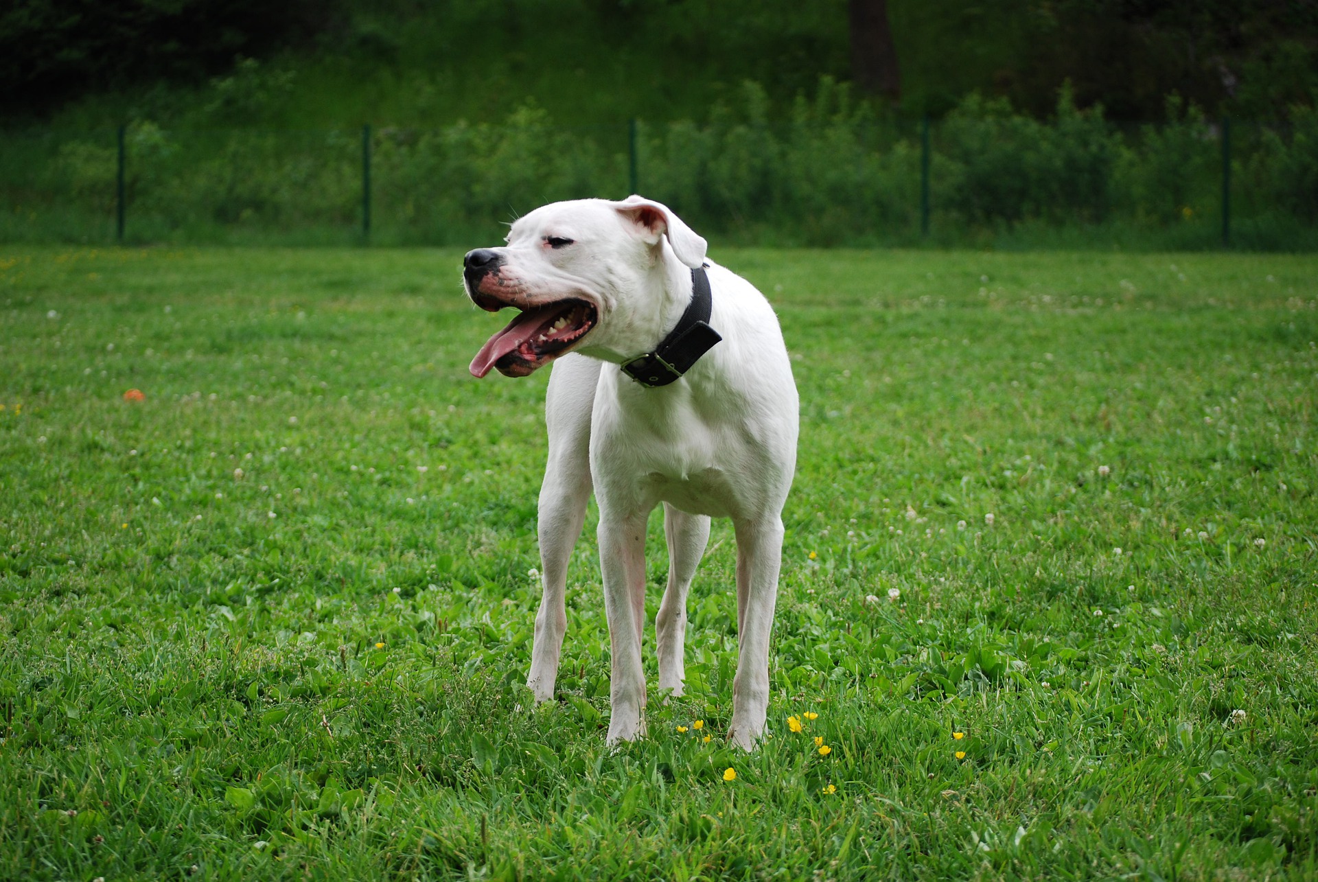 Dogo Argentino Price in India