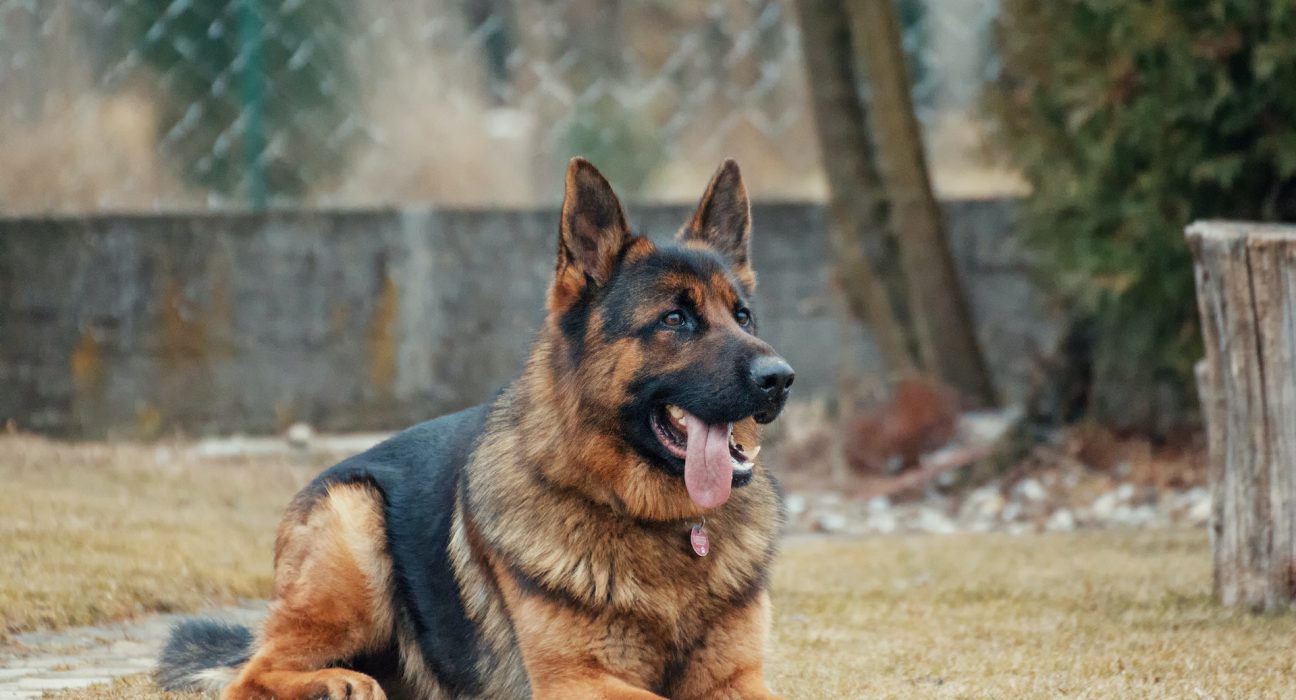 German Shepherd Price in India