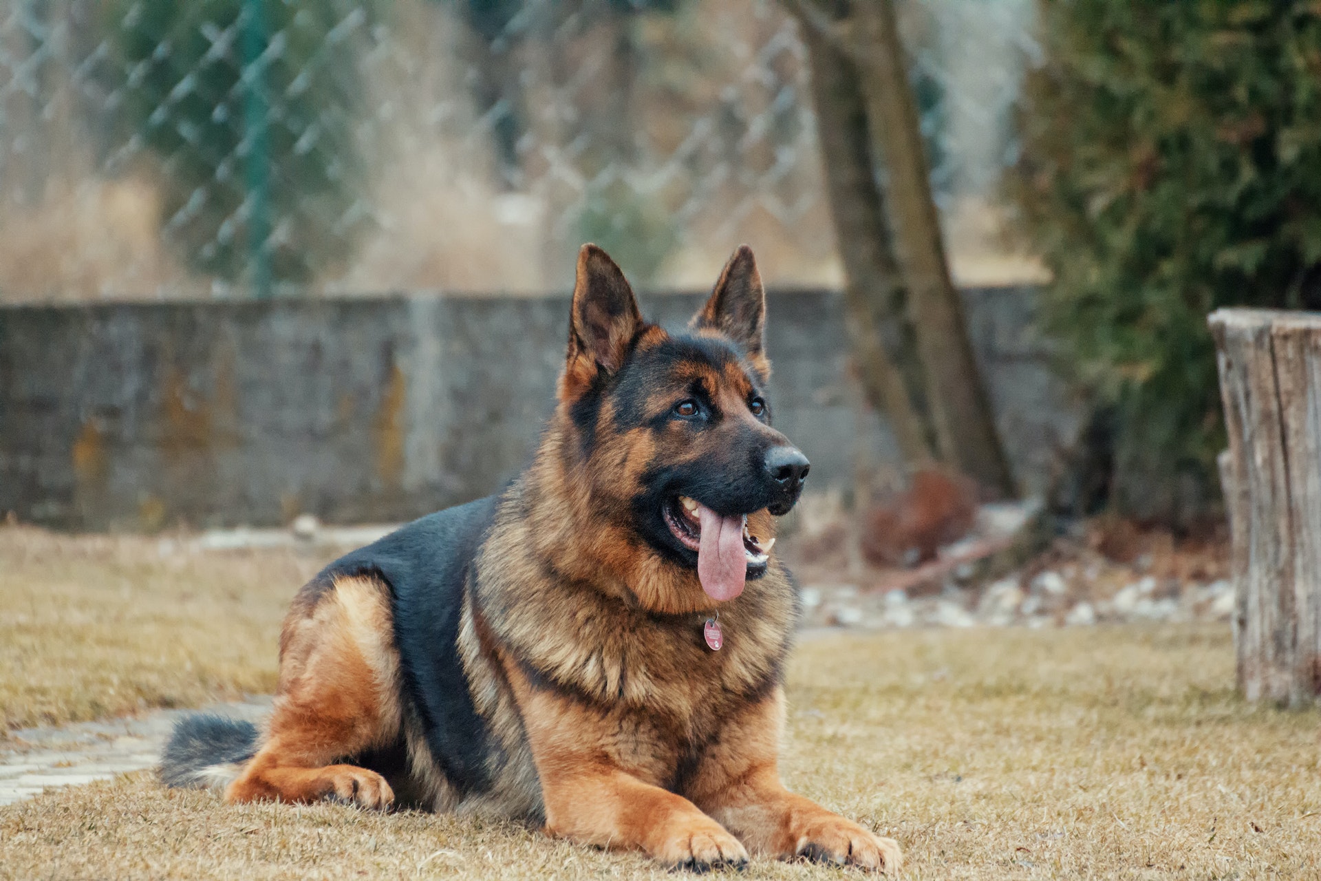 German Shepherd Price in India