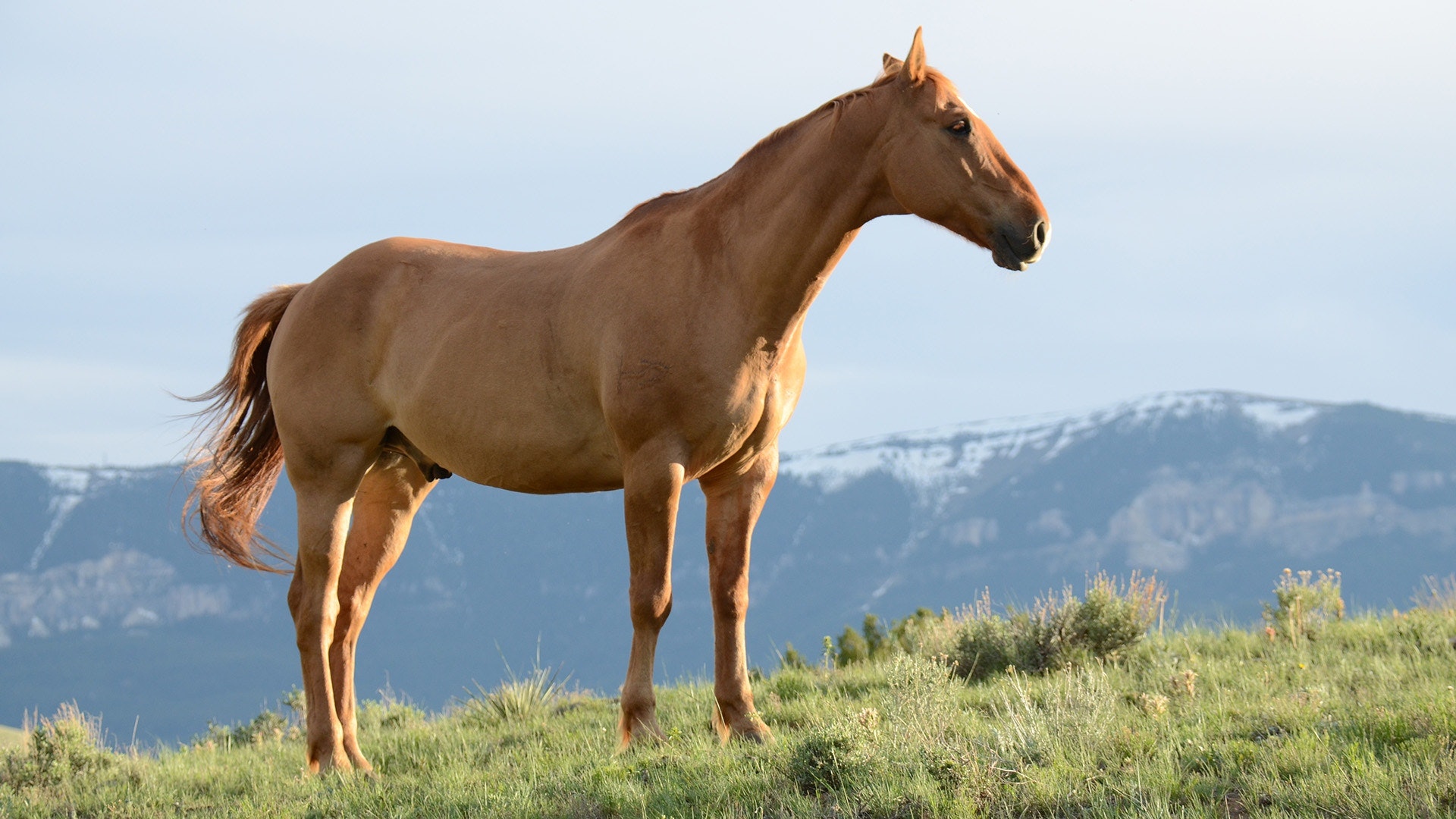 Horses Price in India