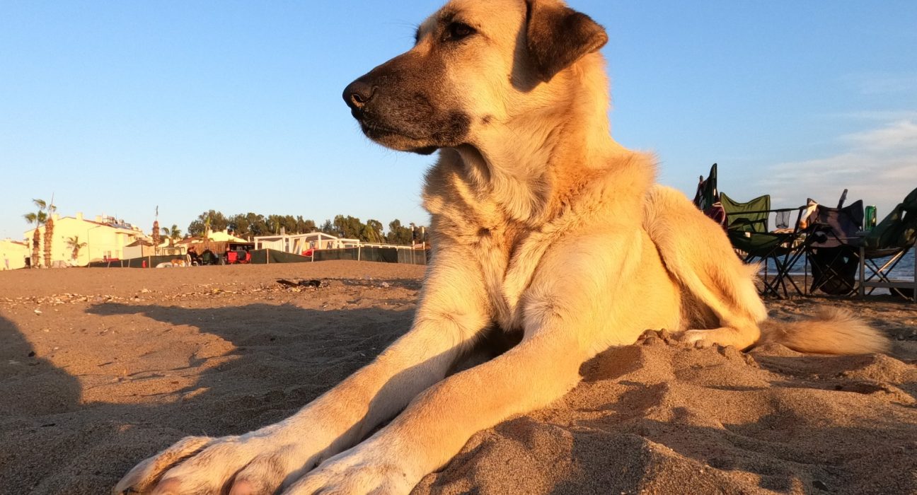 Kangal Dog Price in India