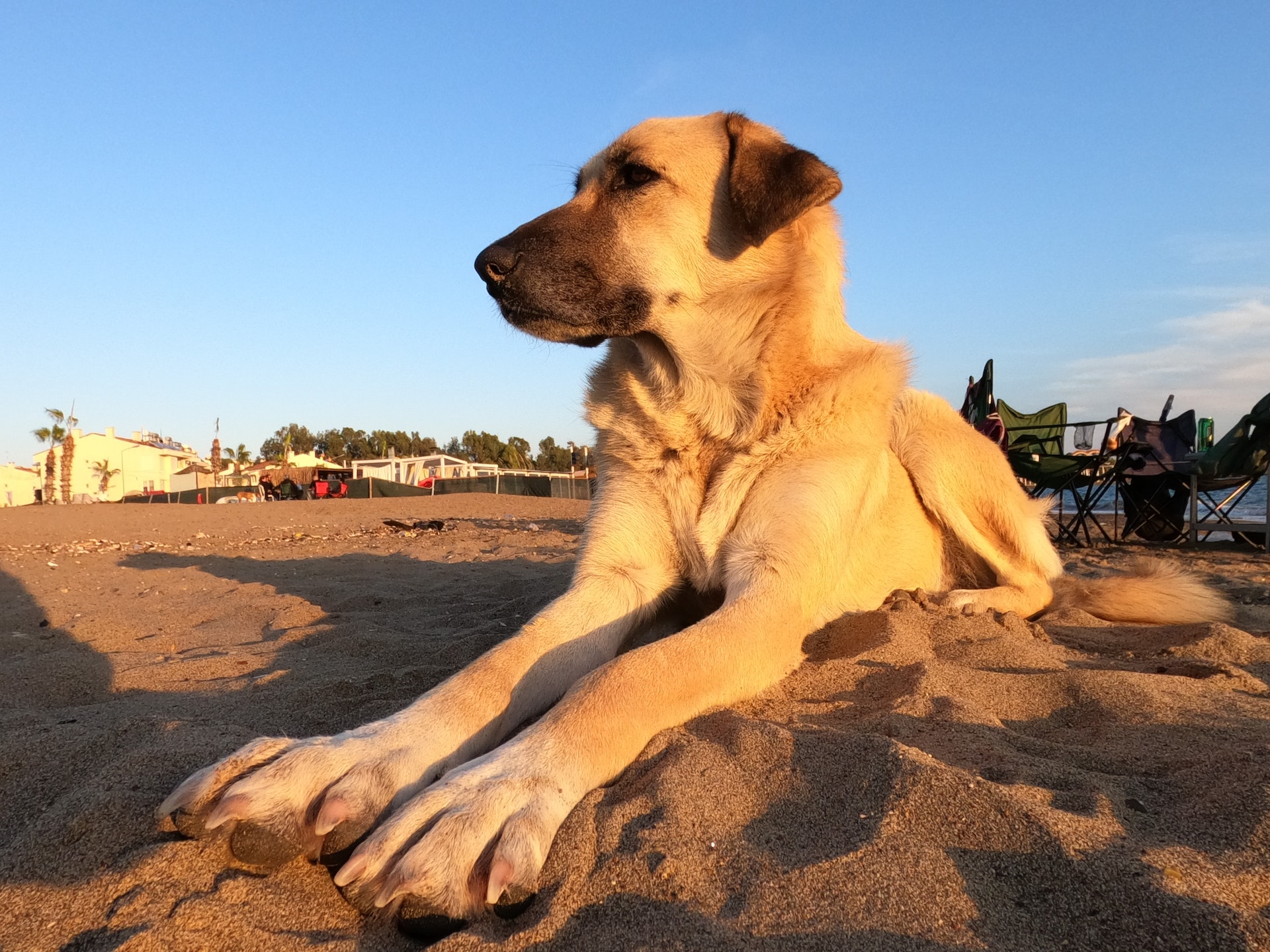 Kangal Dog Price in India