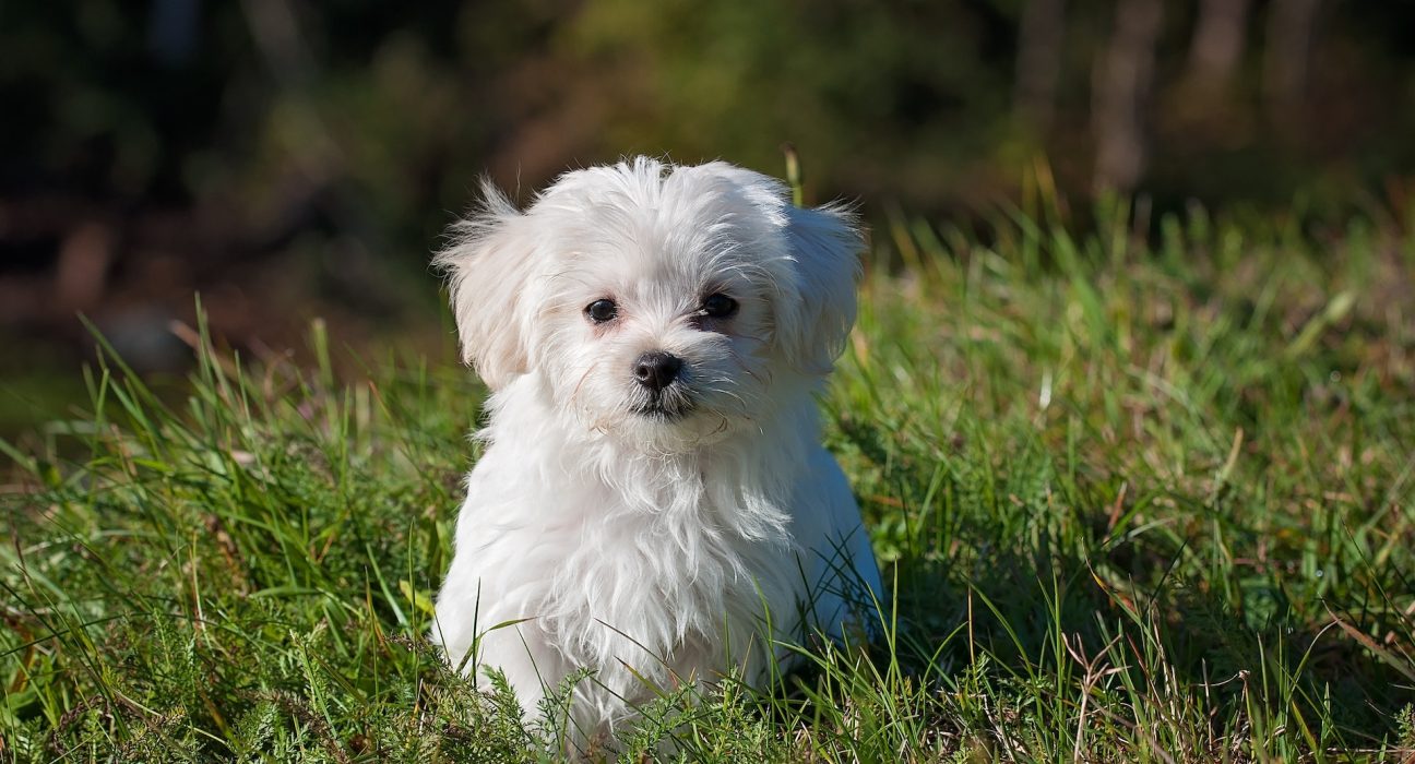 Maltese dog price in India