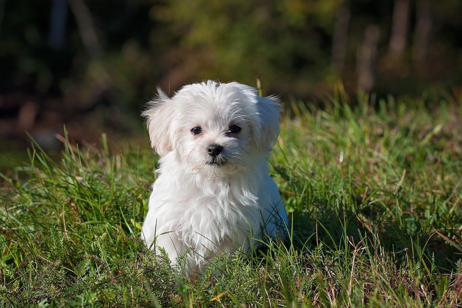 Maltese dog price in India