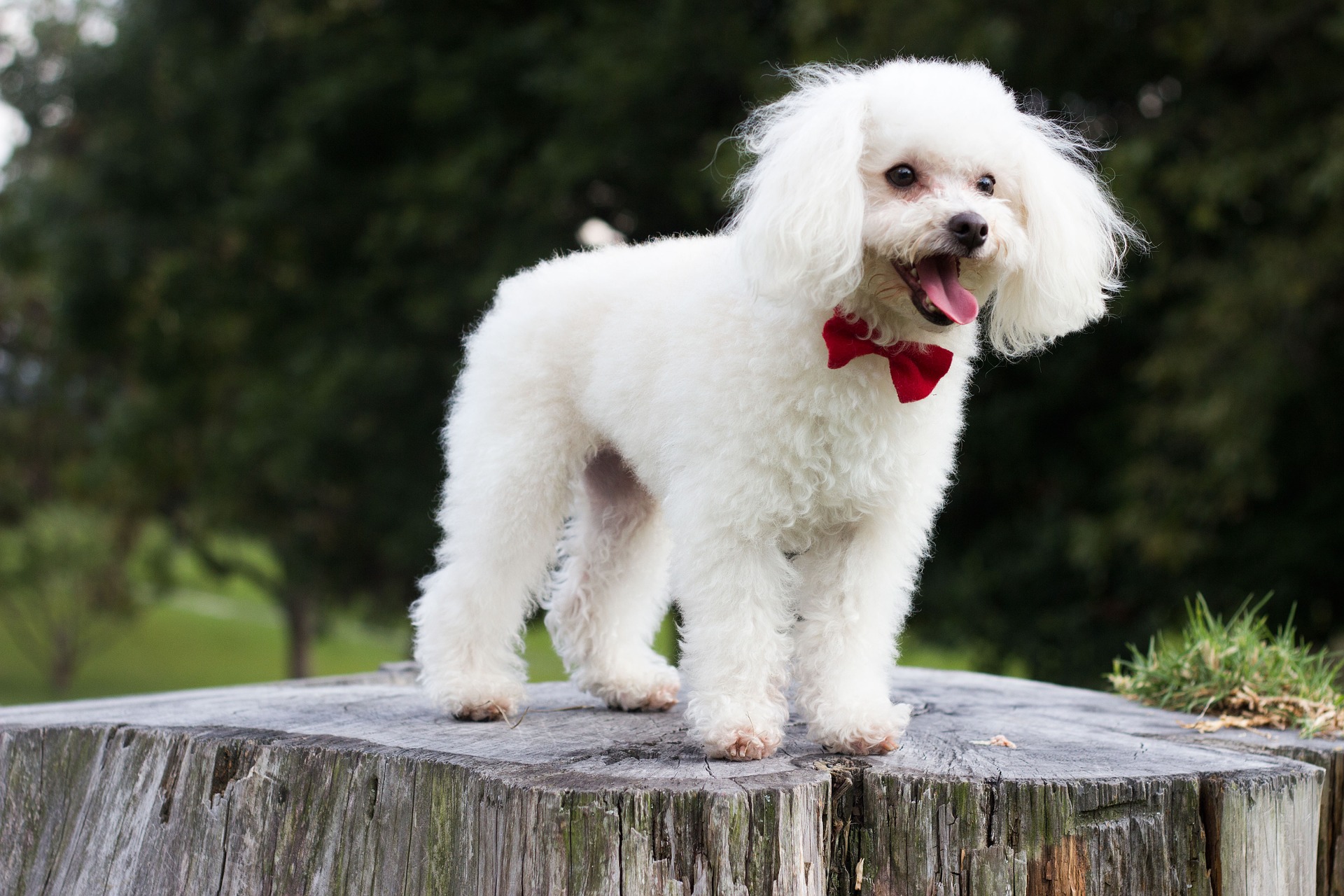 Poodle Dog Price in India