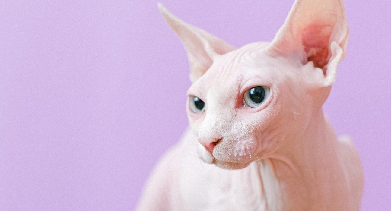 Sphynx Cat Price in India