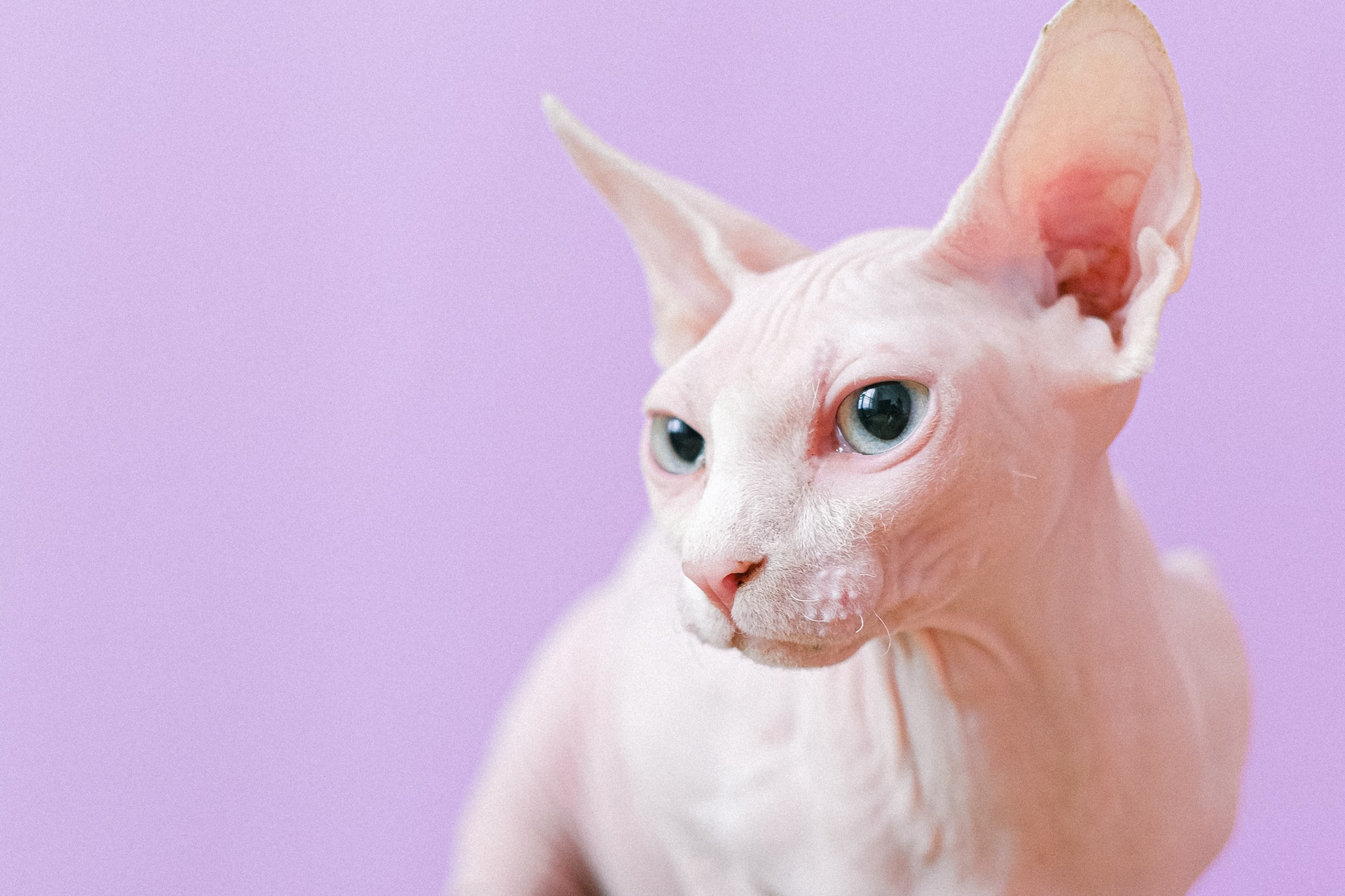 Sphynx Cat Price in India