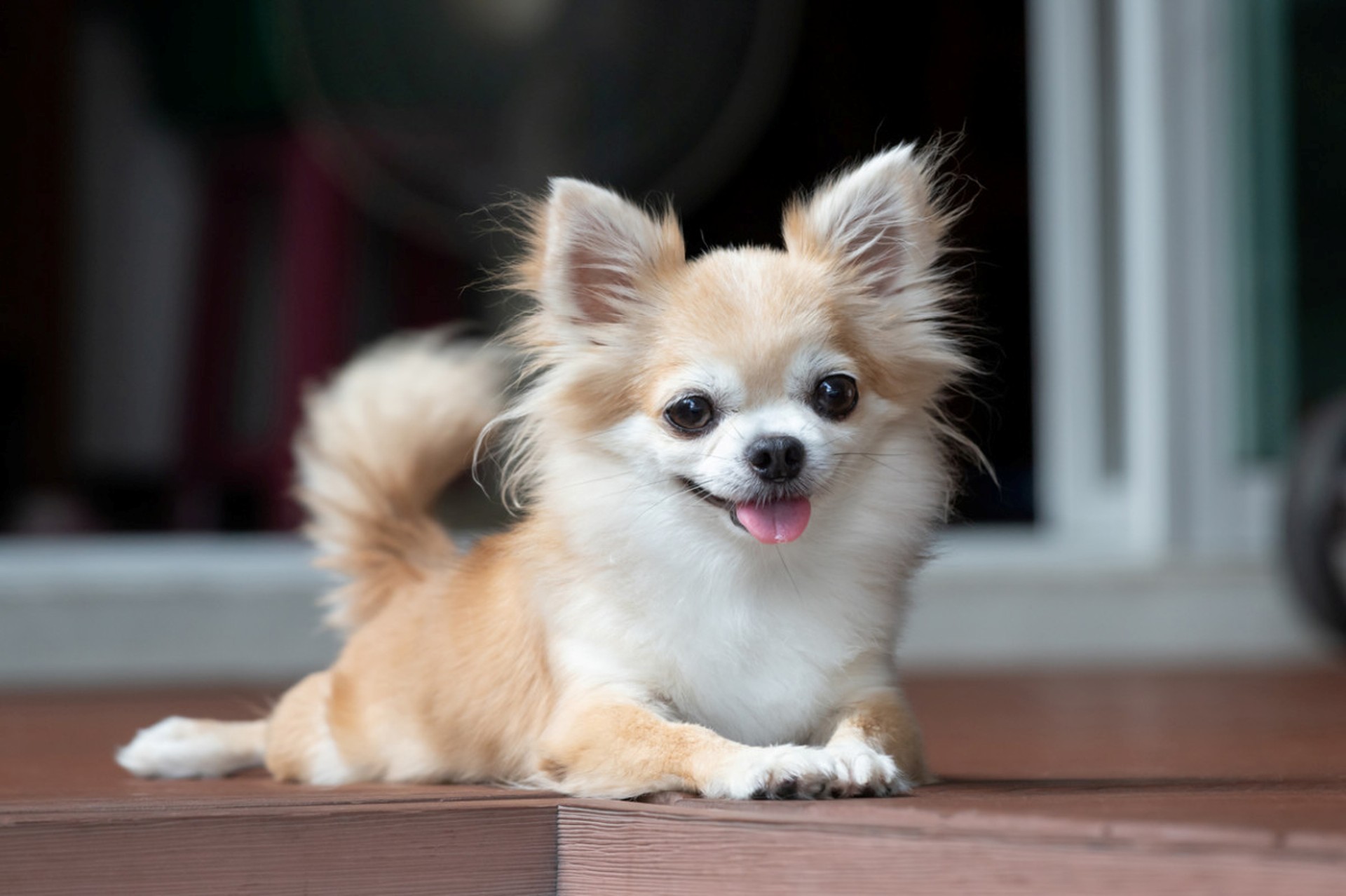 Teacup Dog Price in India