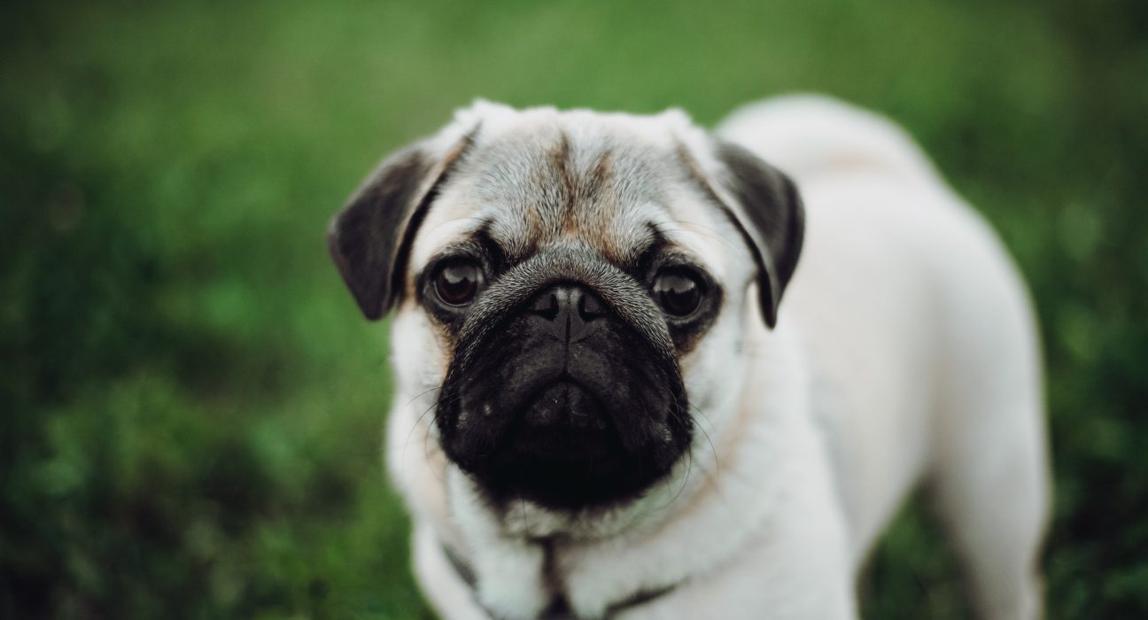 Pug Dog Price in India