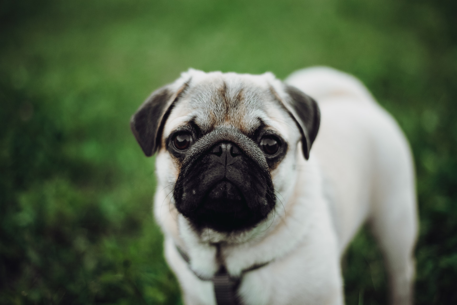 Pug Dog Price in India