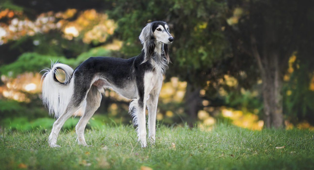 Saluki Dog Price in India