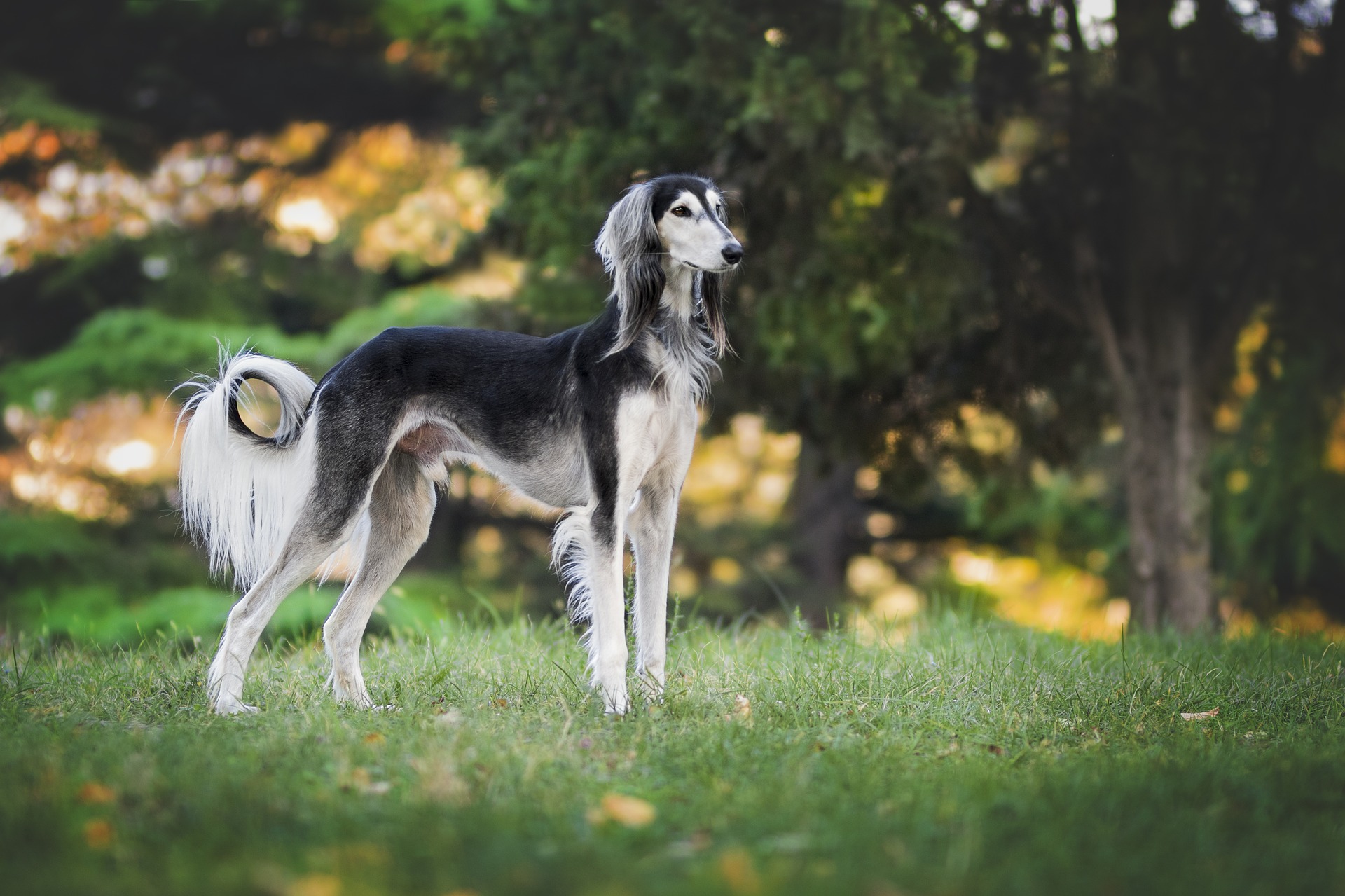 Saluki Dog Price in India