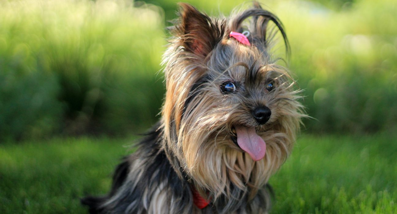 Yorkshire Terrier Price in India