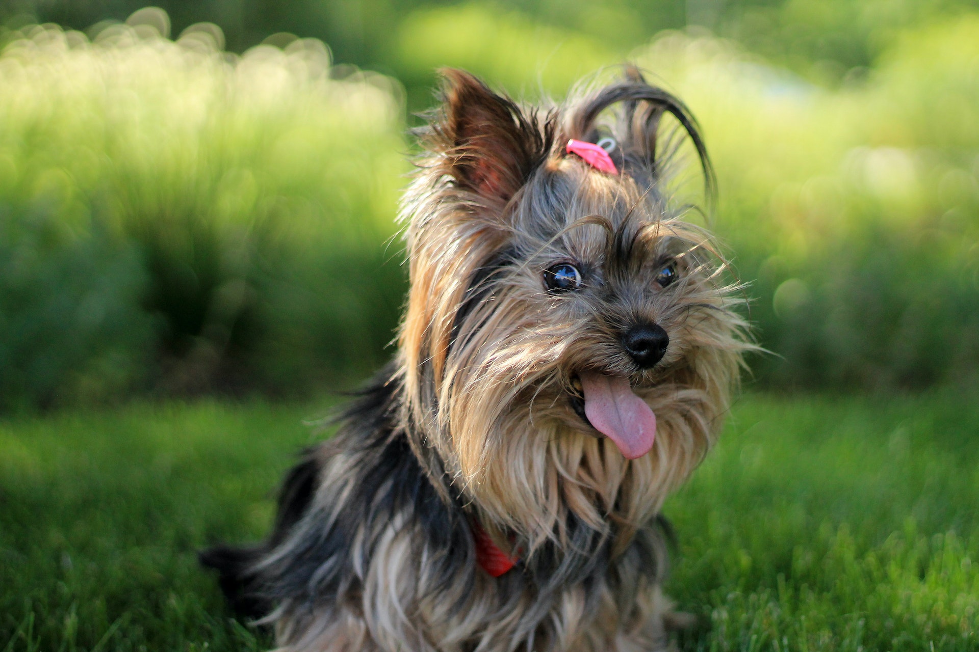 Yorkshire Terrier Price in India