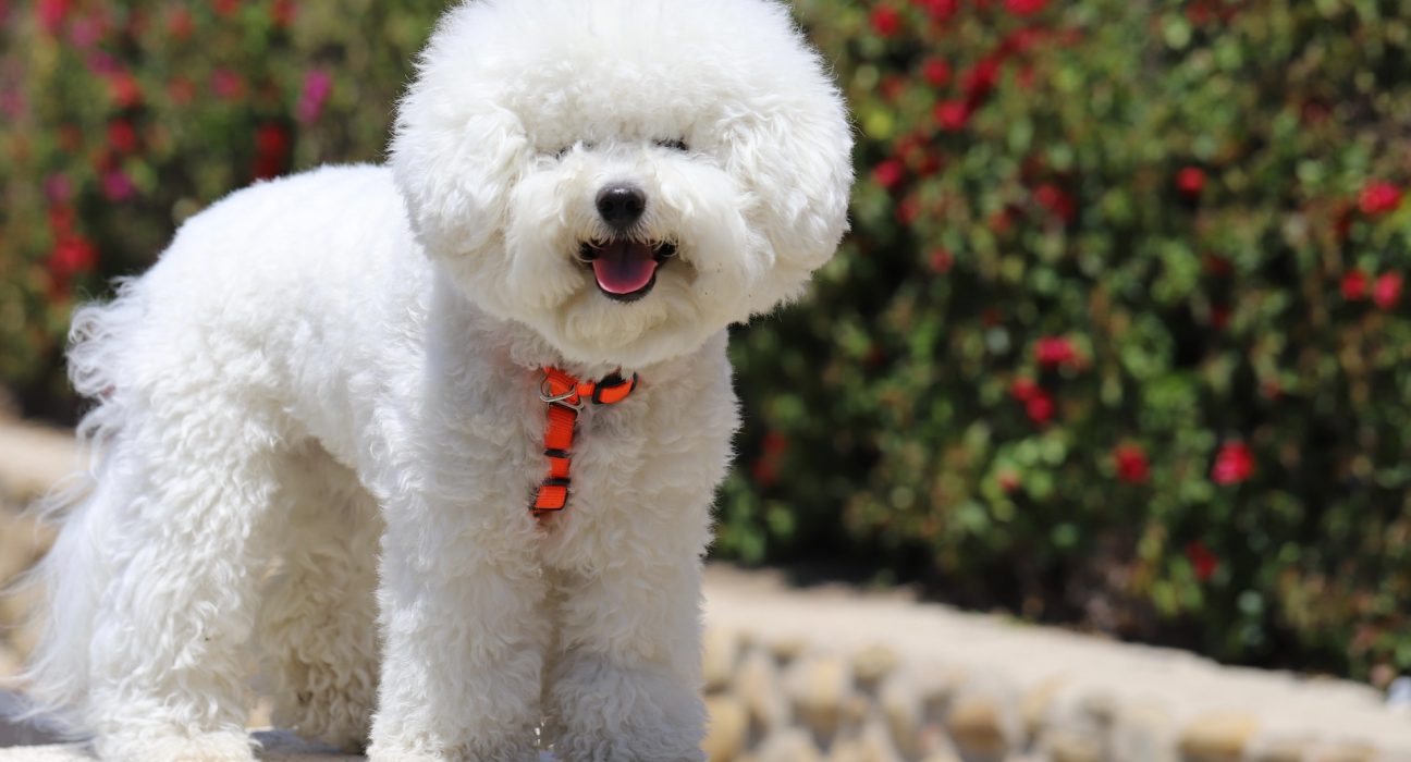 bichon frise price in India