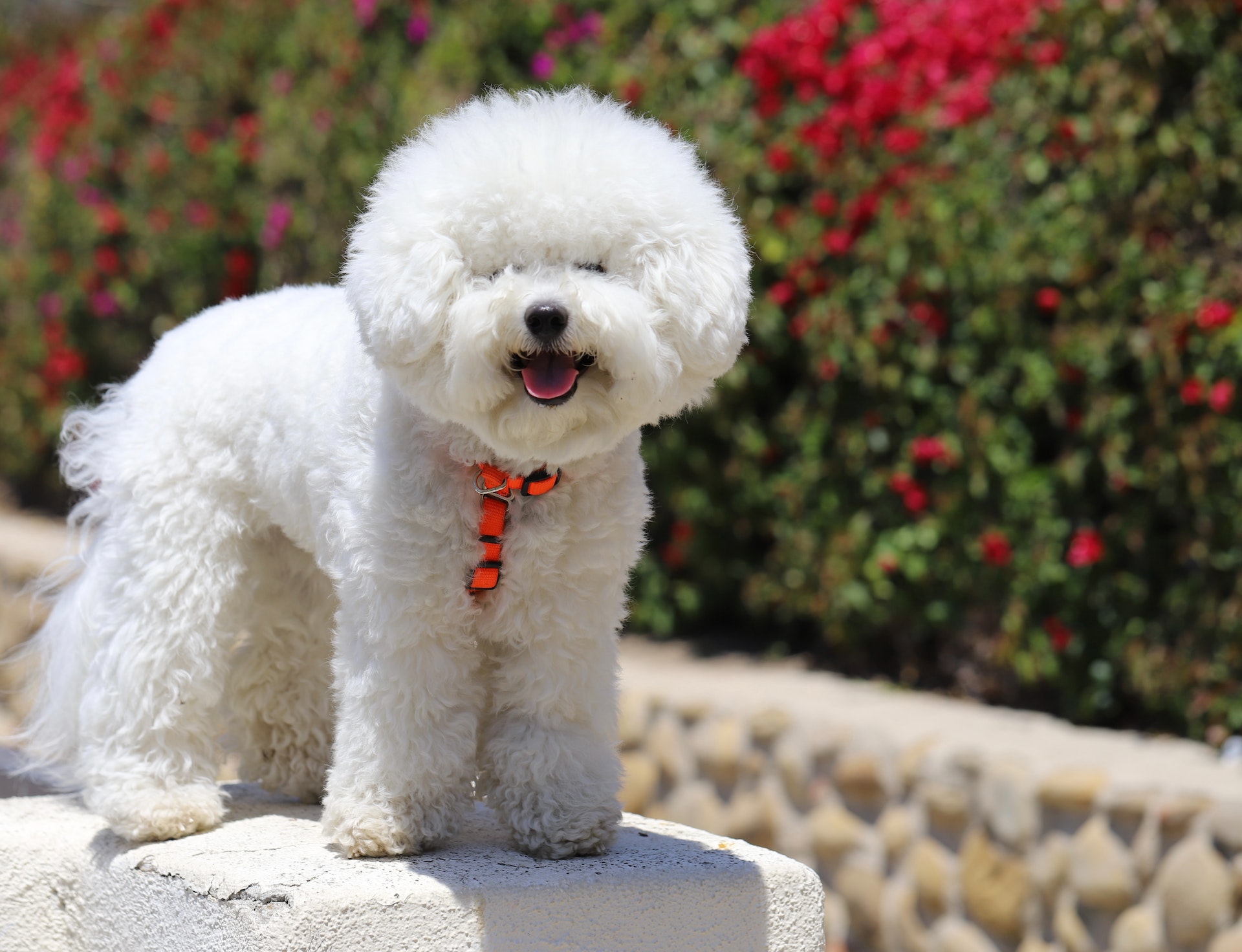 bichon frise price in India